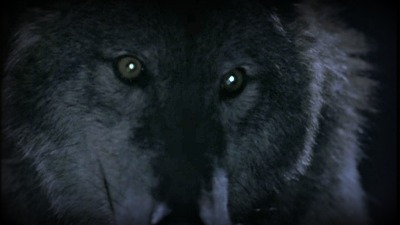 Dracula Wolf