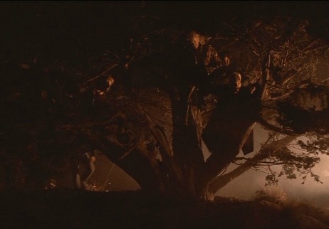 The Lost Boys Tree