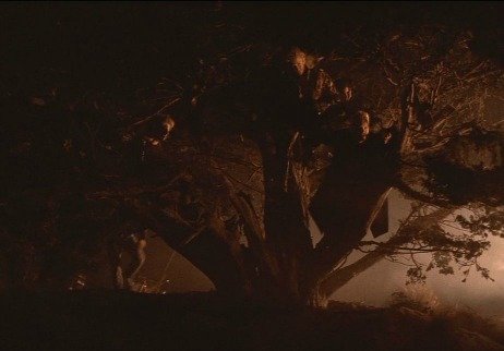 The Lost Boys Tree